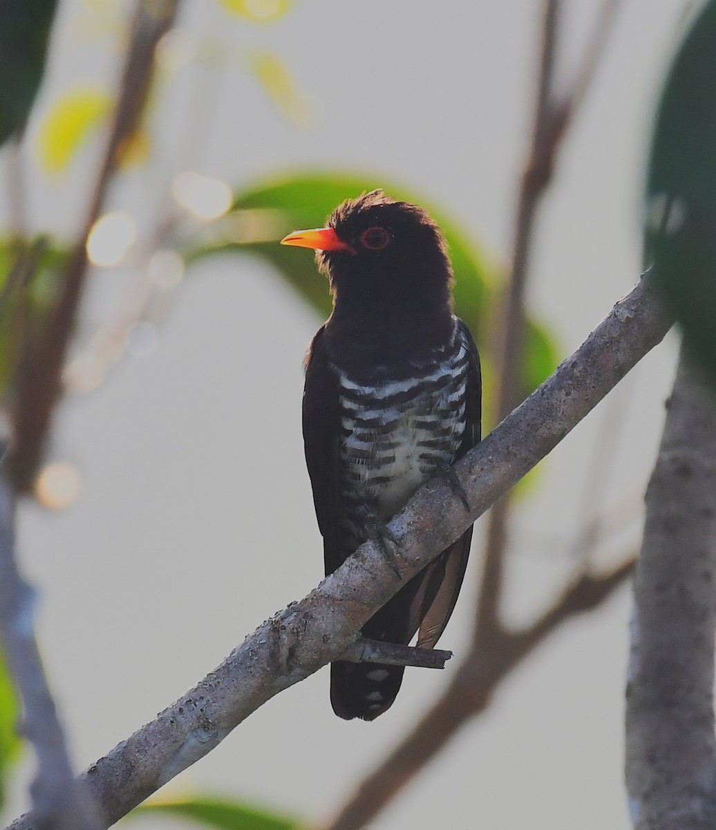 Violet Cuckoo - Rogier Niessen