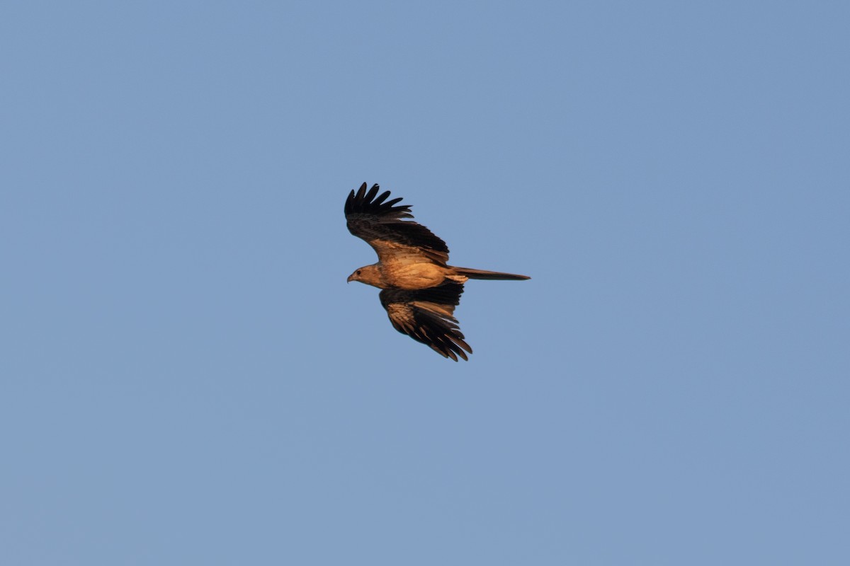 Whistling Kite - ML624181446