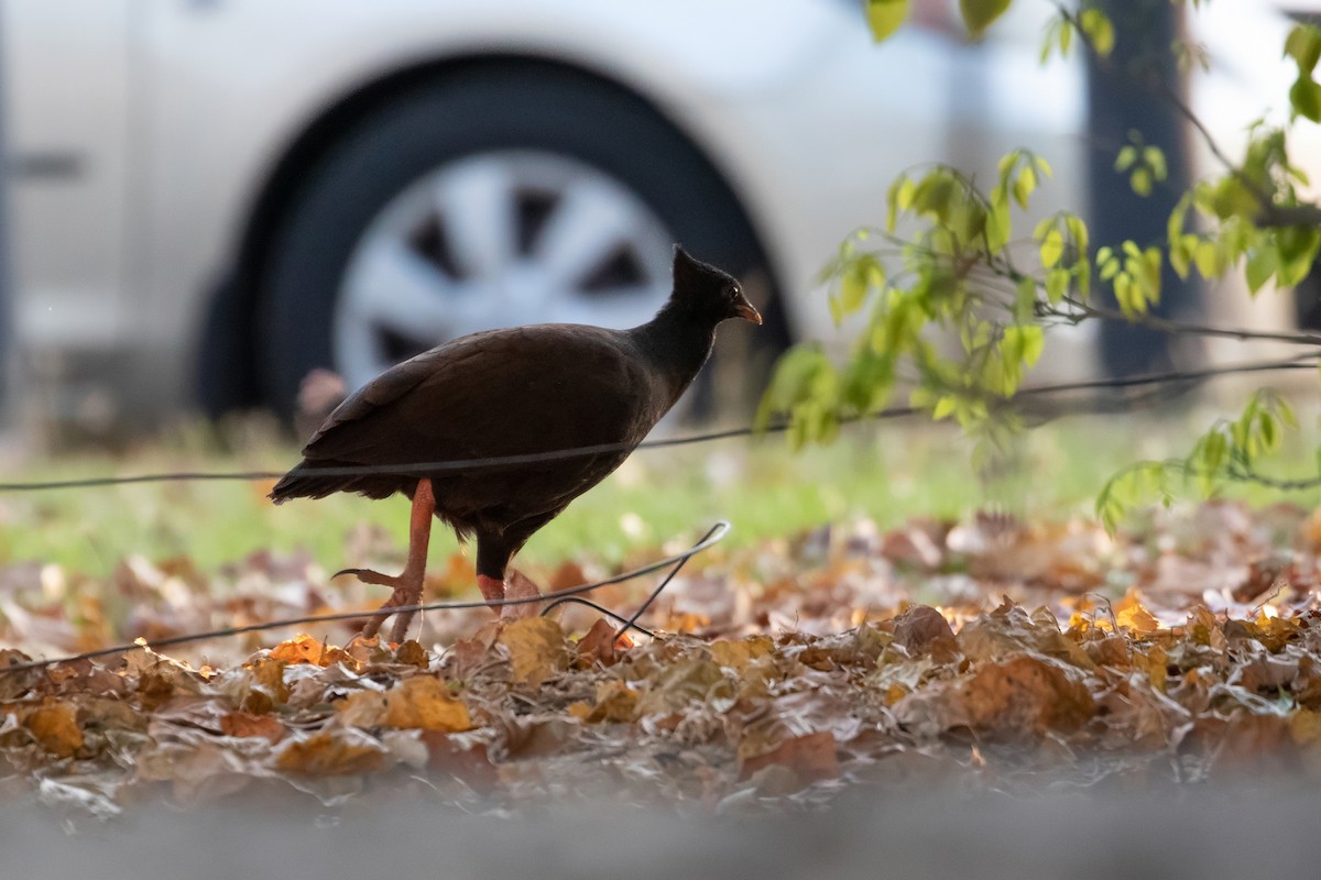 Orange-footed Megapode - ML624181449