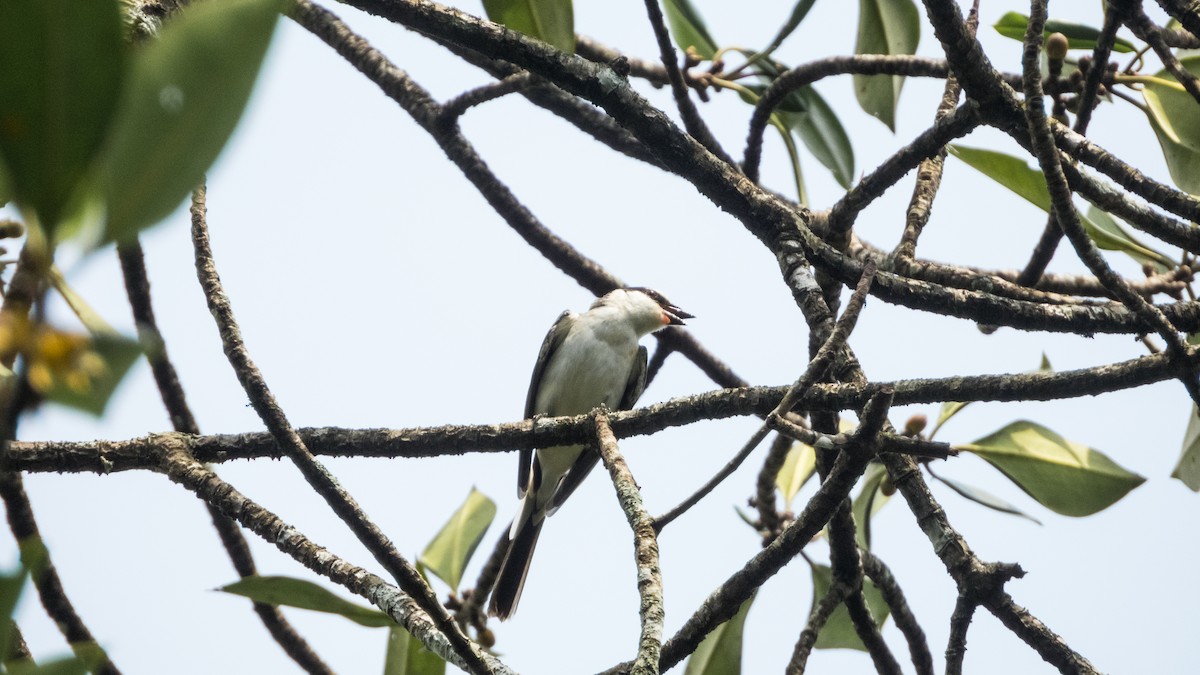 Ashy Minivet - ML624181533