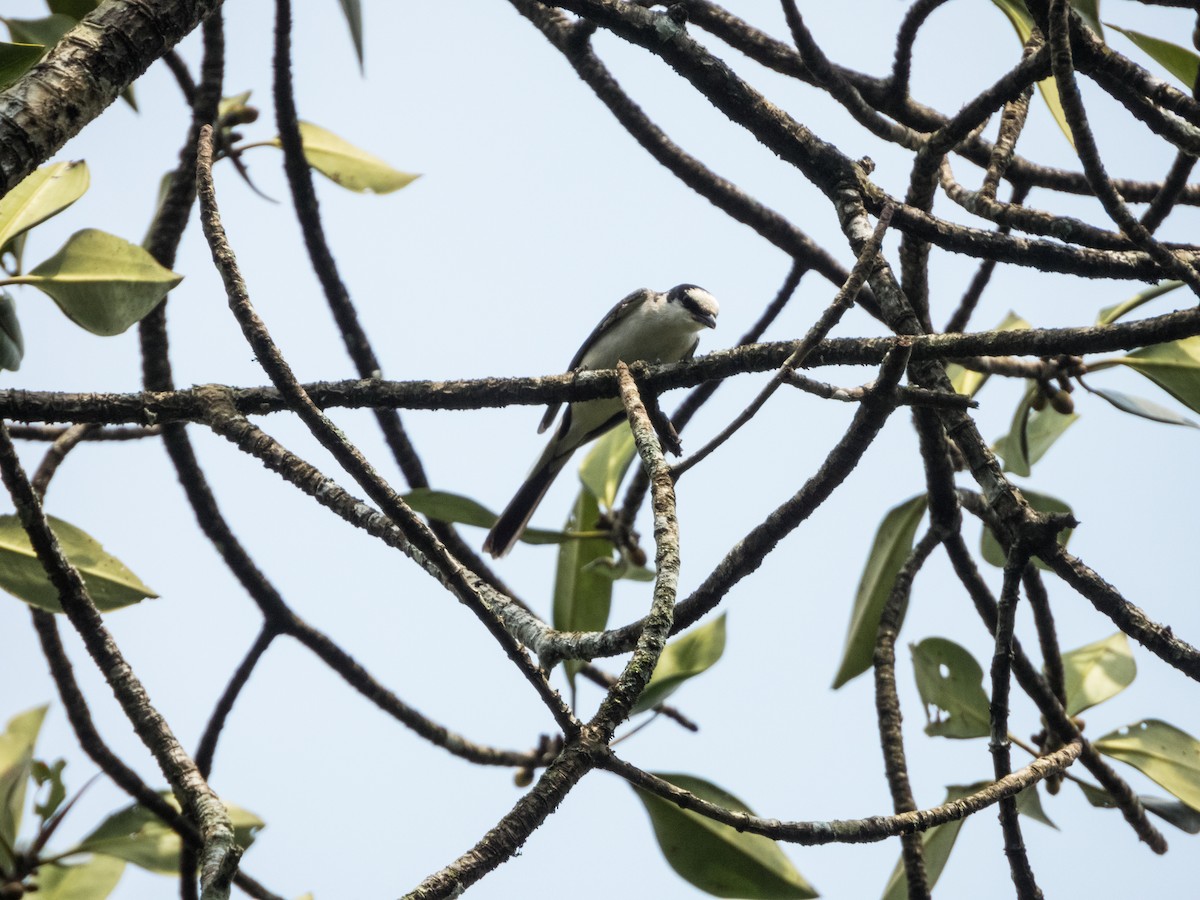 Ashy Minivet - ML624181534