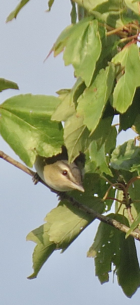 Rotaugenvireo - ML624181577