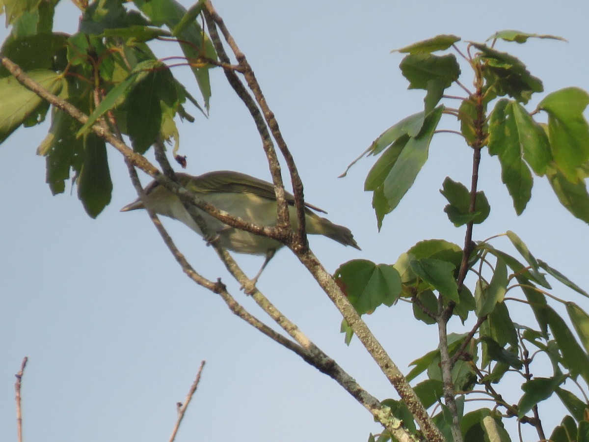 Rotaugenvireo - ML624181578