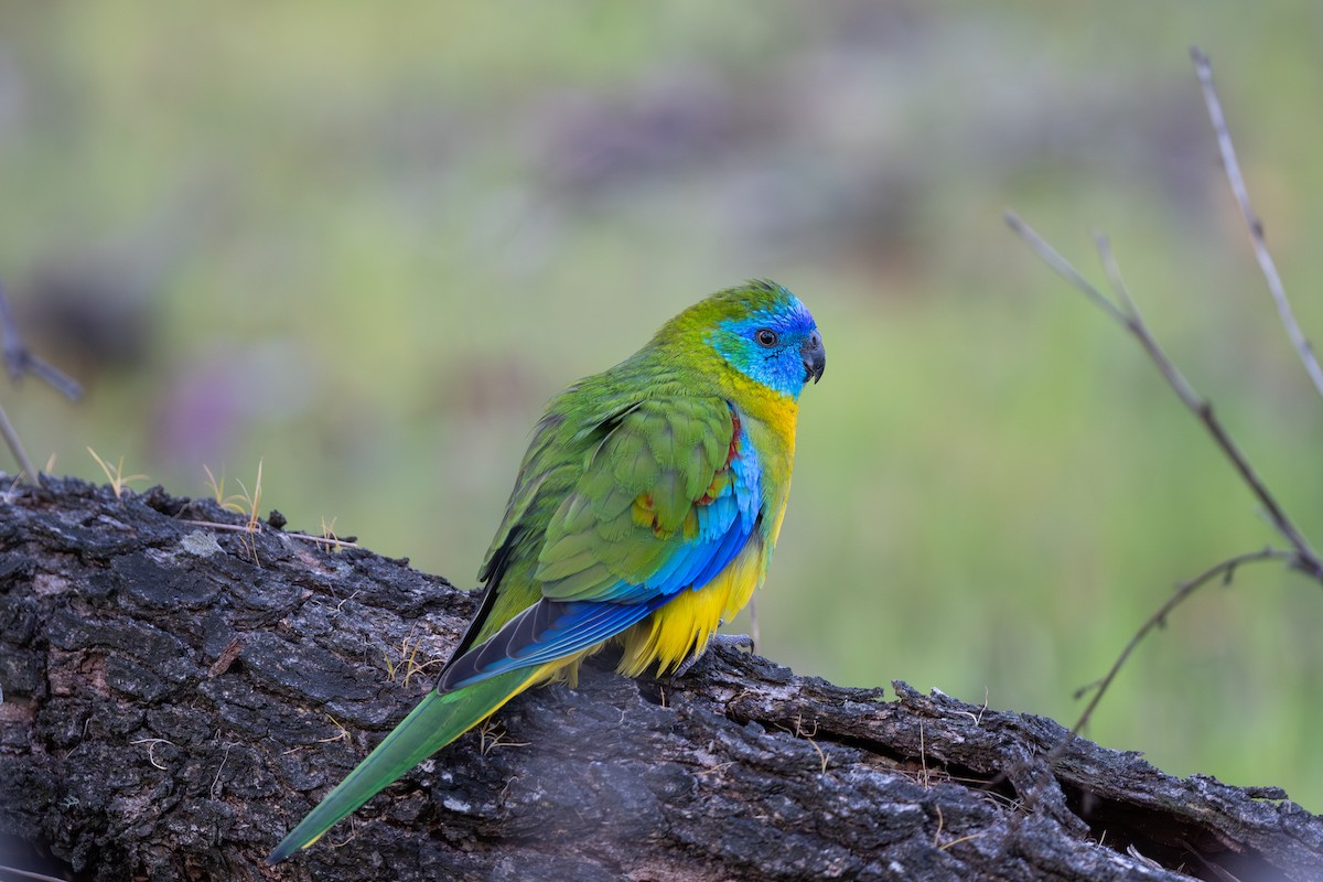 Turquoise Parrot - ML624181582