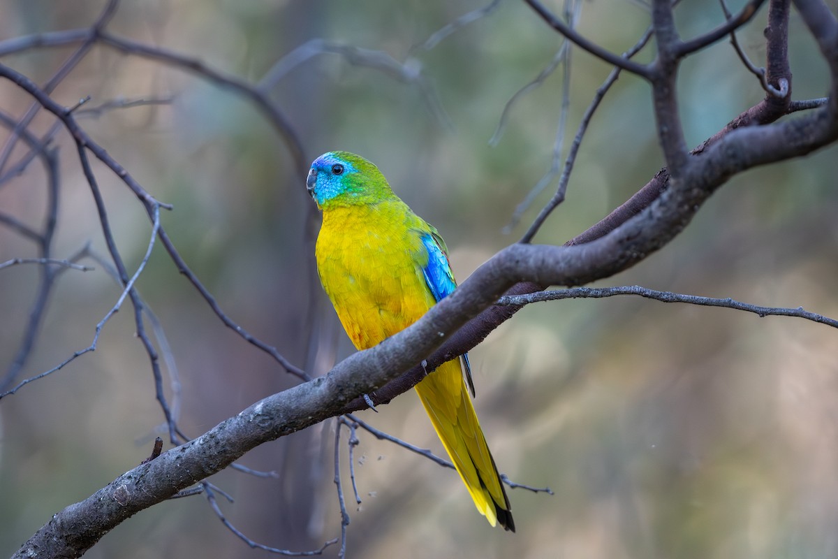 Turquoise Parrot - ML624181583