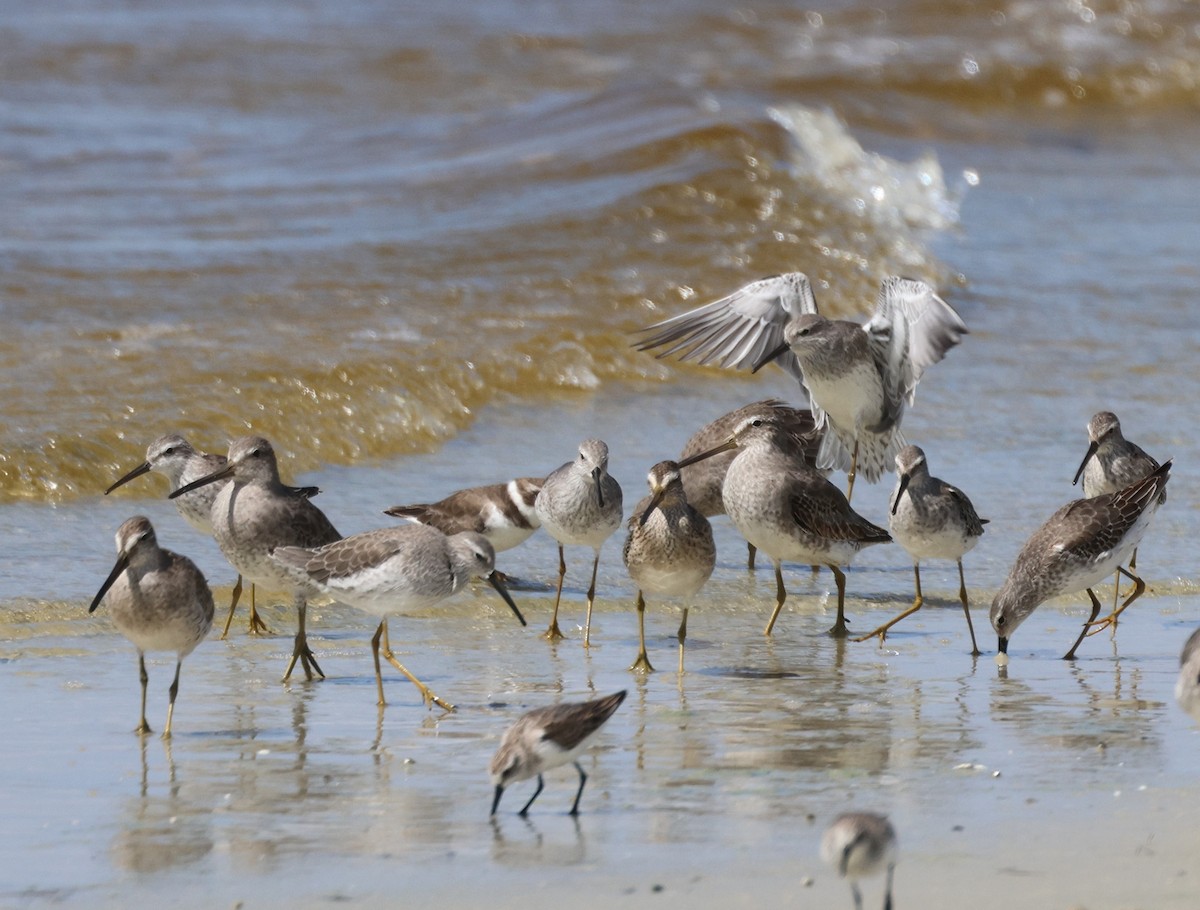 Stilt Sandpiper - Anne Ruben