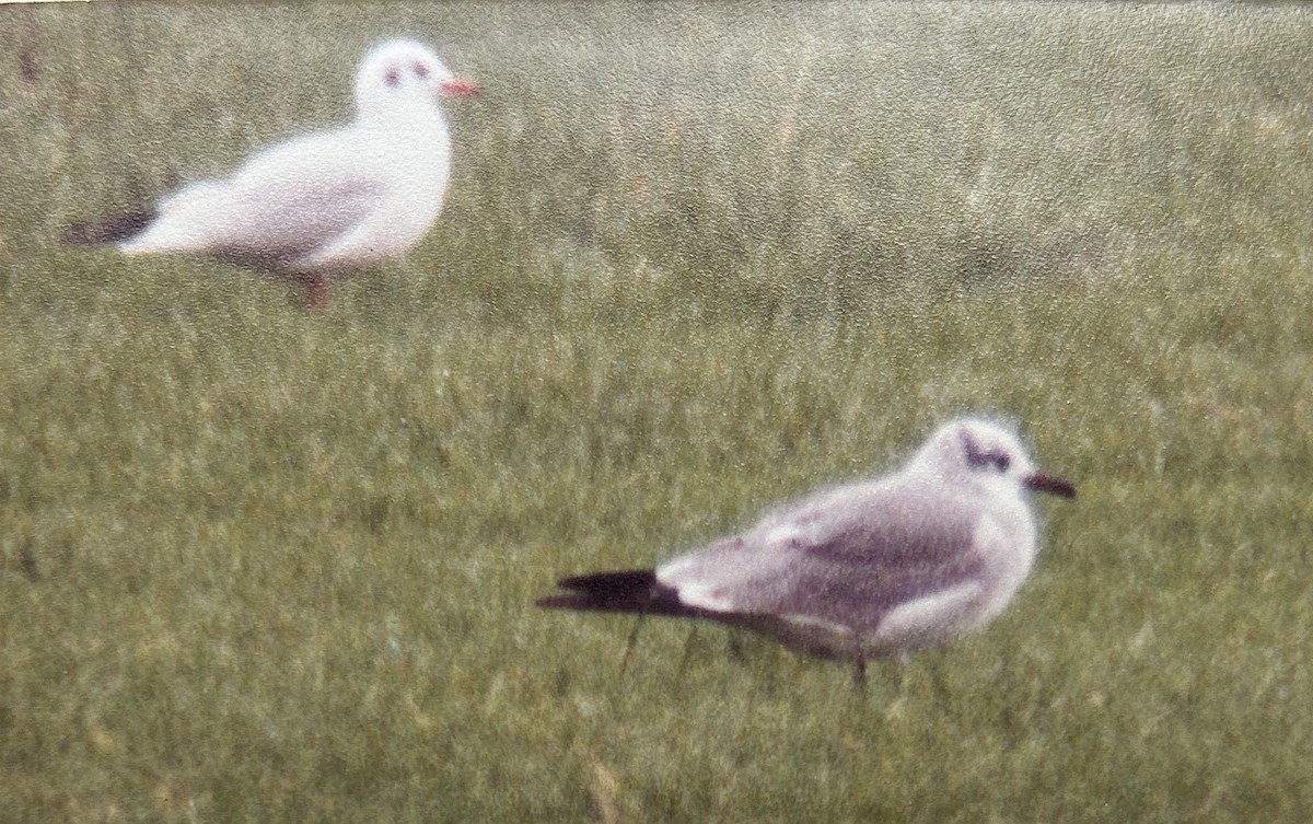 Laughing Gull - ML624181625