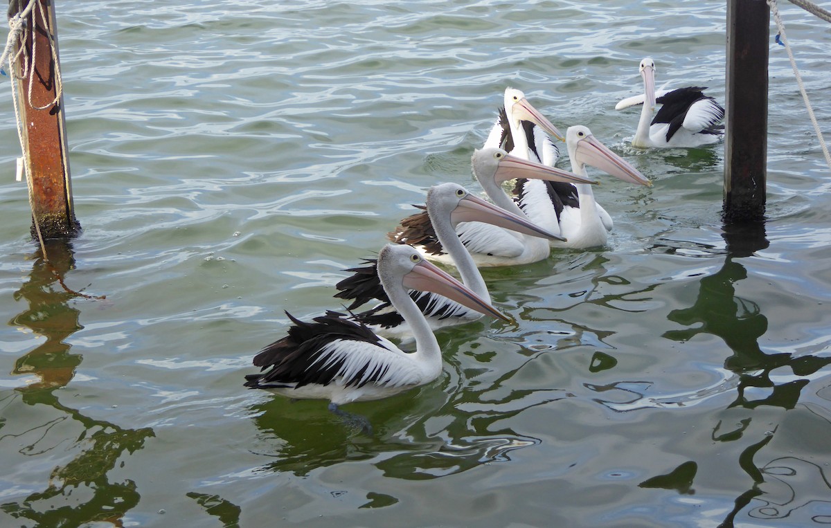 Australian Pelican - ML624181628