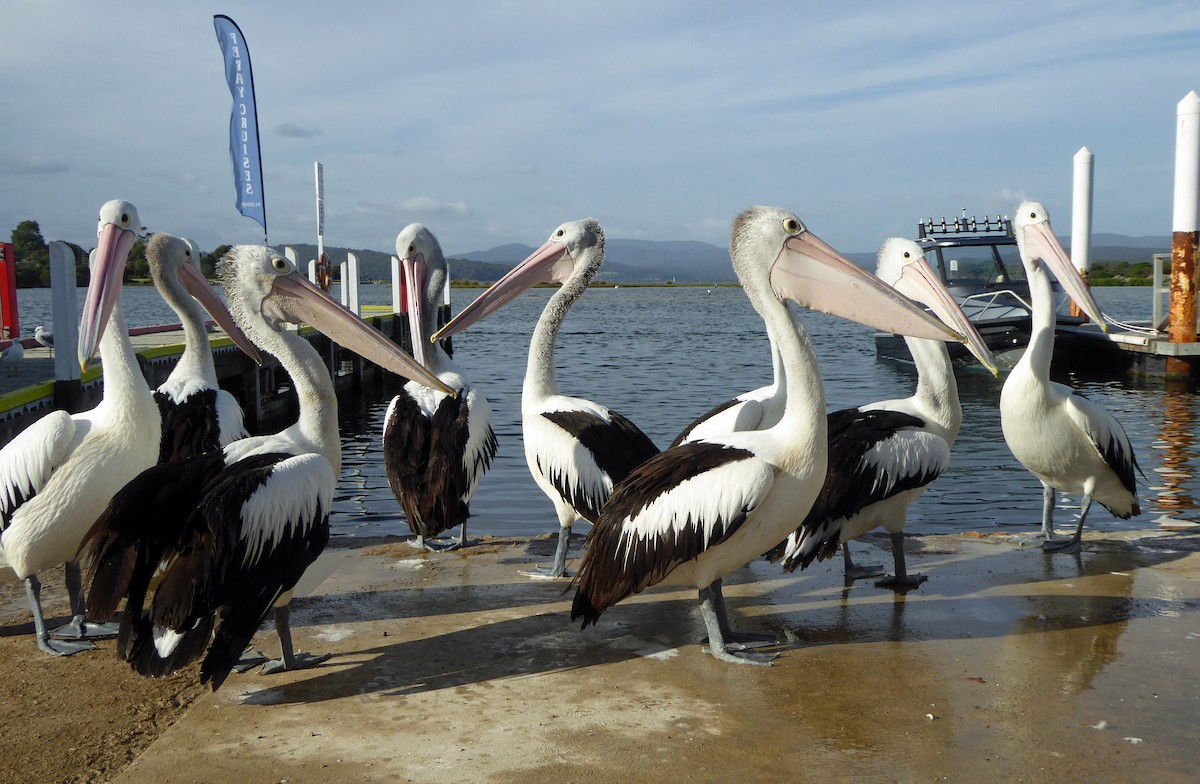 Australian Pelican - ML624181629