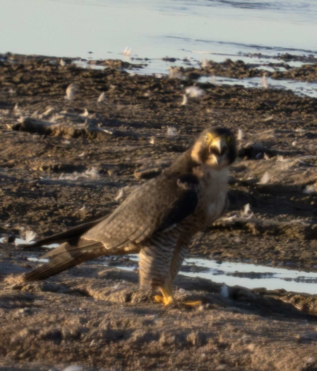 Peregrine Falcon - Mar Pu