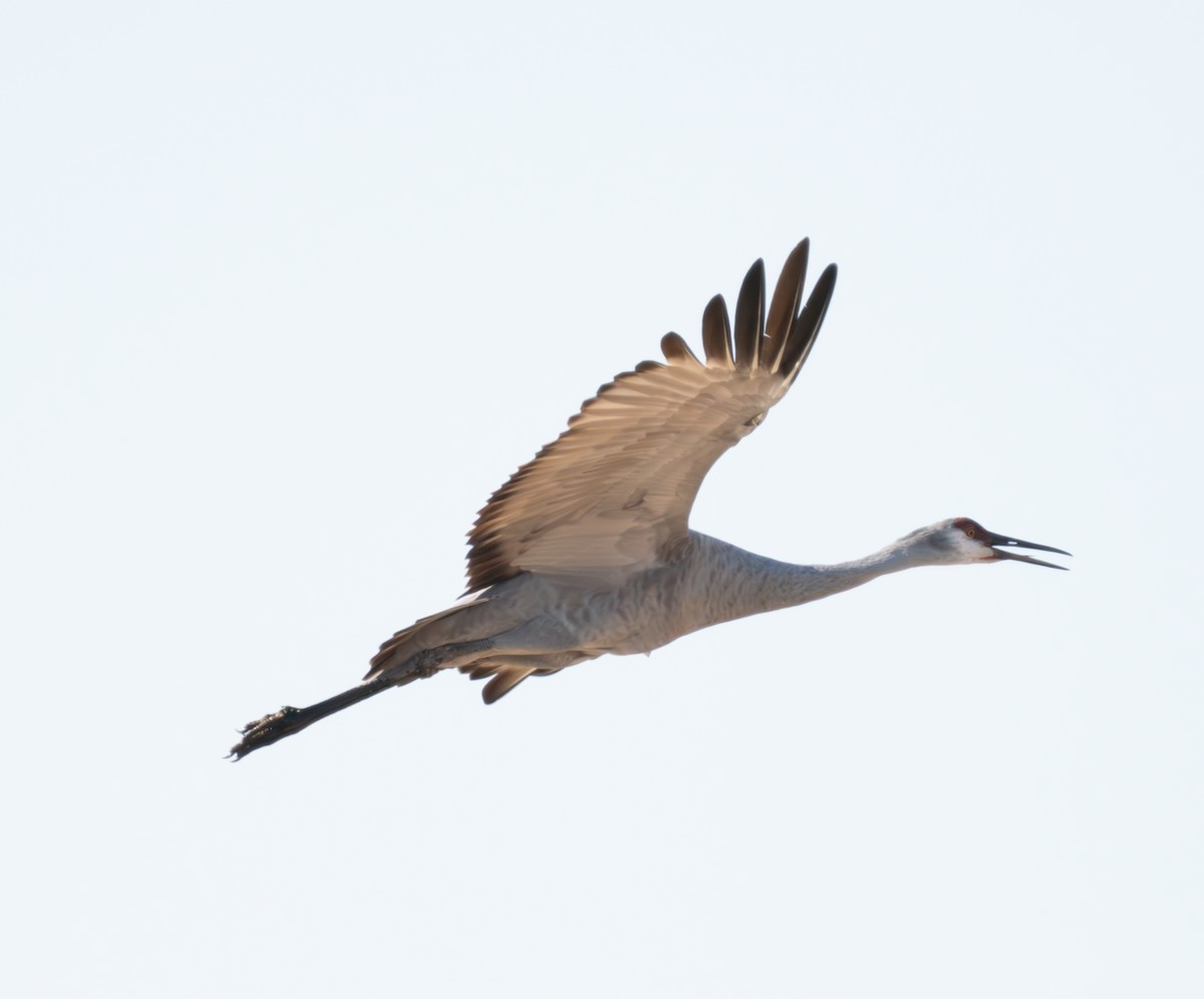 Sandhill Crane - ML624181669