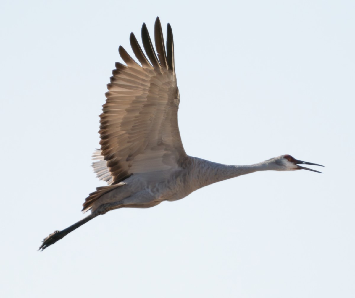 Sandhill Crane - ML624181670