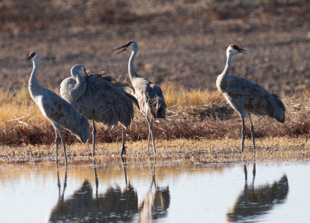 Sandhill Crane - ML624181671