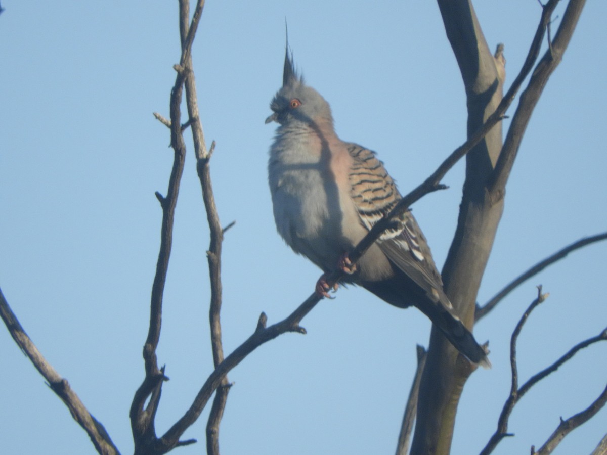 Crested Pigeon - ML624181716