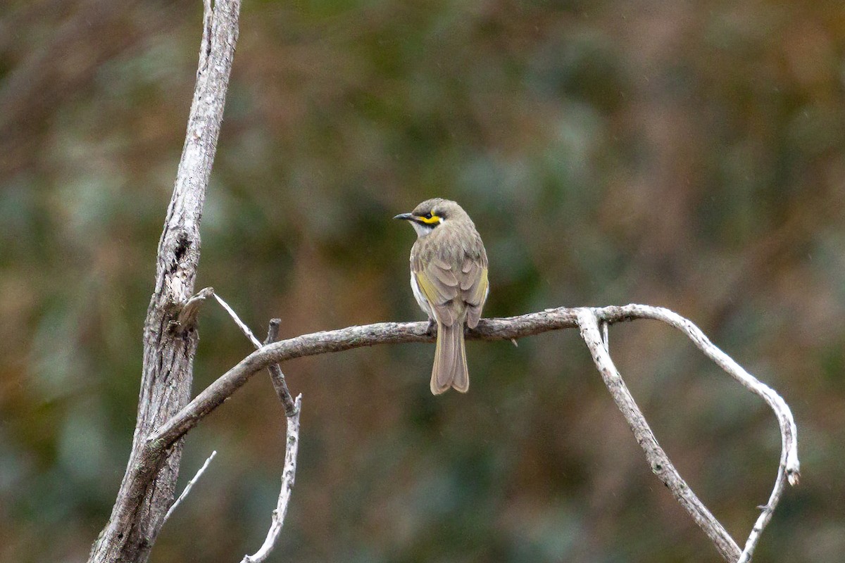 Yellow-faced Honeyeater - ML624181751