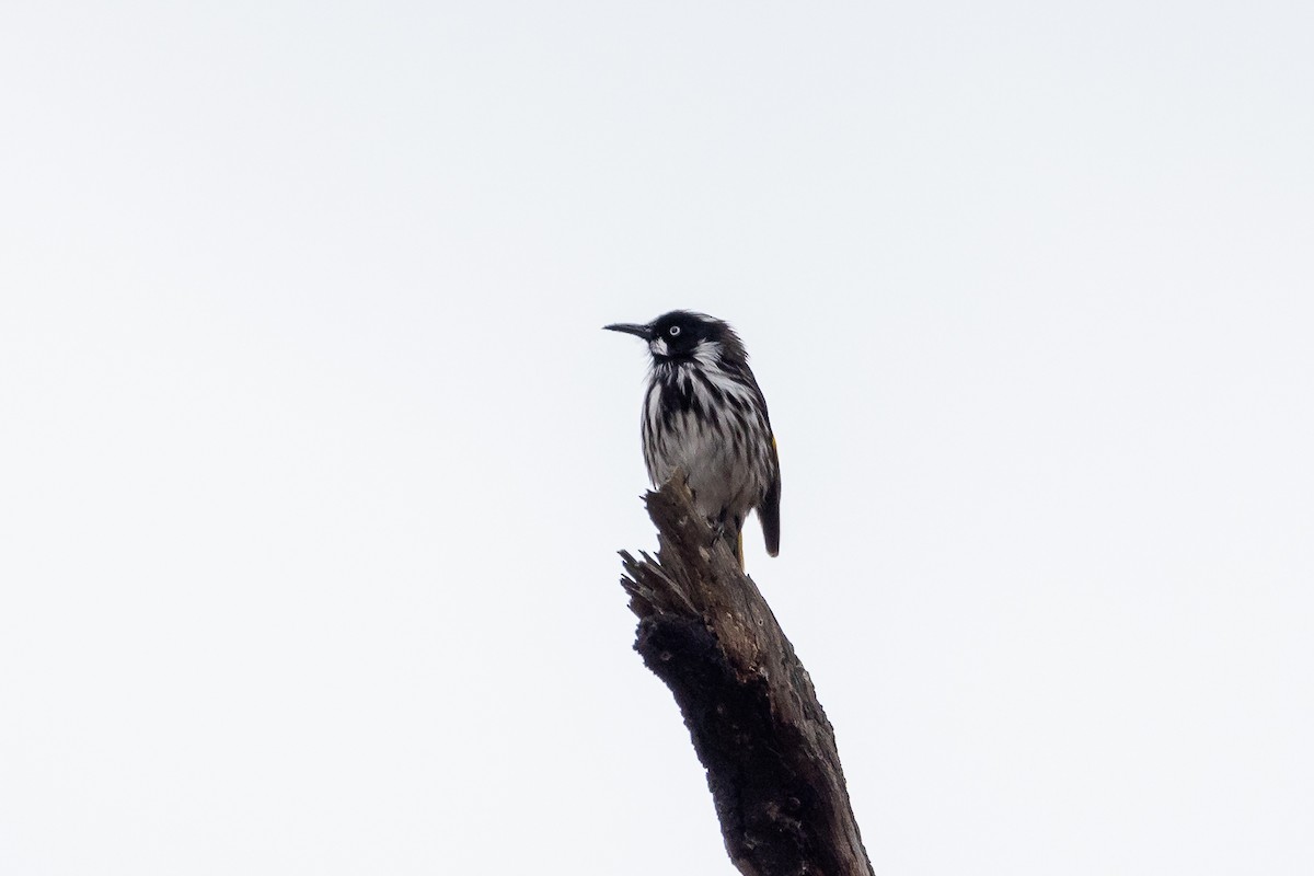 New Holland Honeyeater - ML624181752