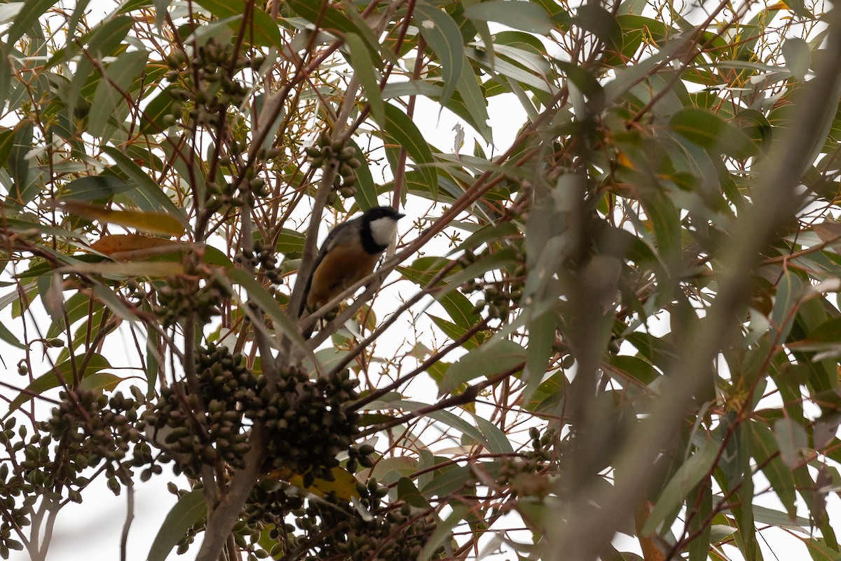 Rufous Whistler - Graham Possingham