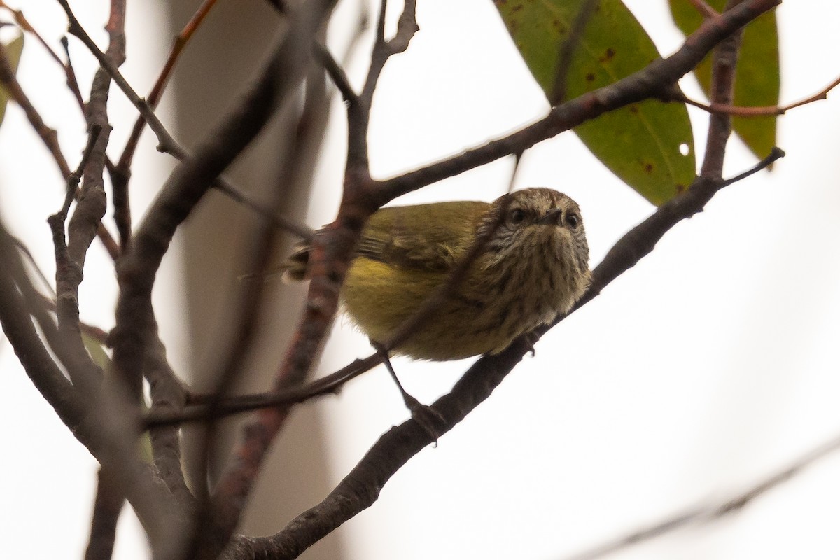 Striated Thornbill - ML624181769