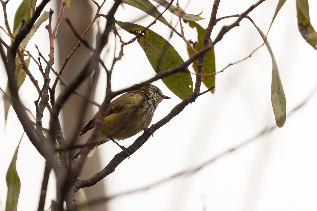 Striated Thornbill - ML624181771