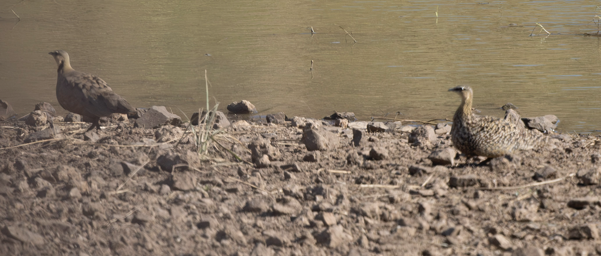 Yellow-throated Sandgrouse - ML624181792