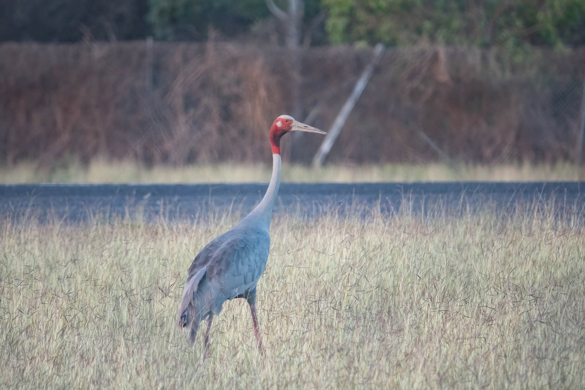 Sarus Turnası - ML624181798