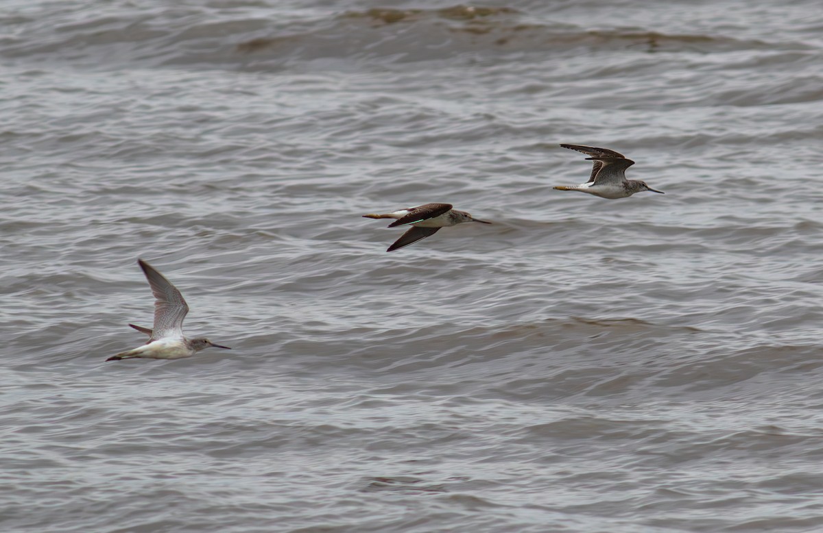 Common Greenshank - ML624181830