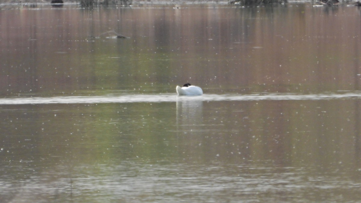 Black-necked Swan - Hugo Valderrey