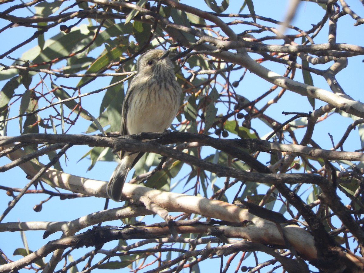 Rufous Whistler - ML624181847