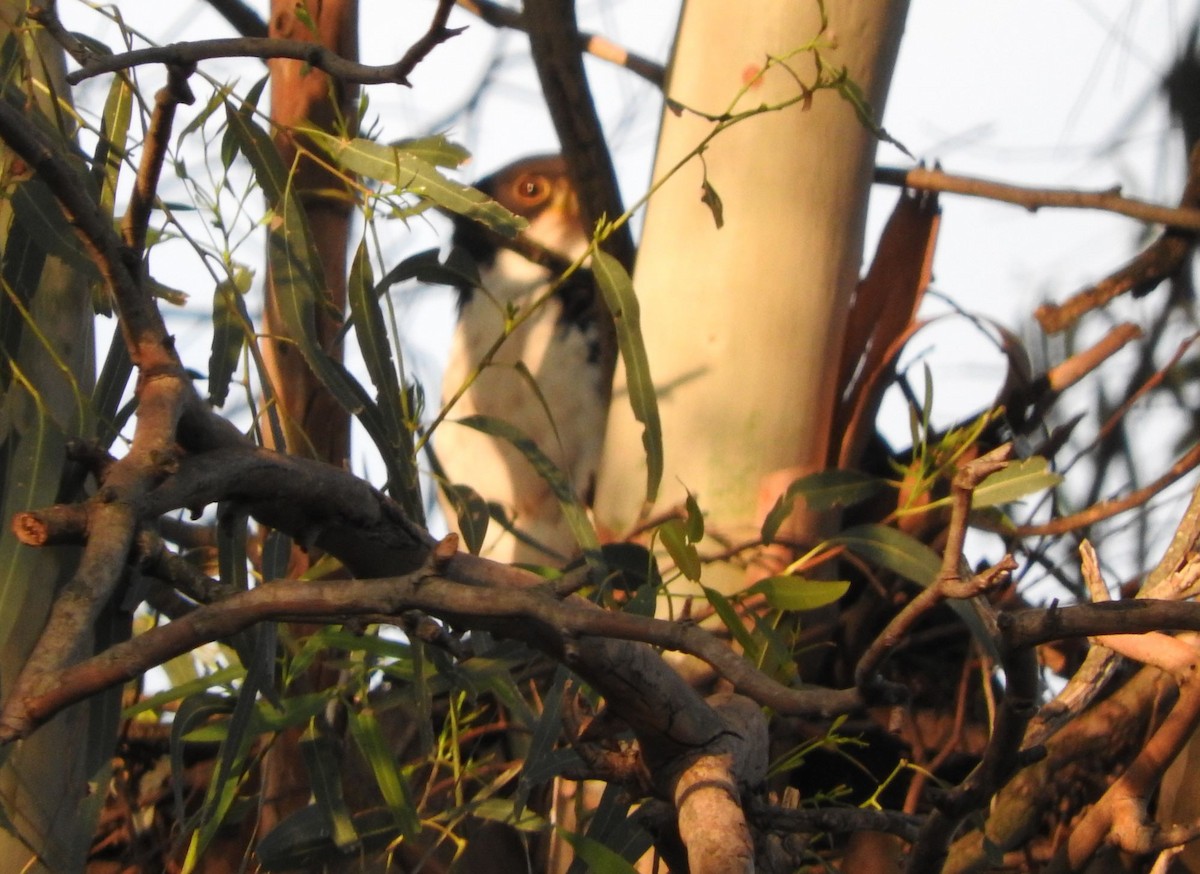 Black Goshawk - ML624181851