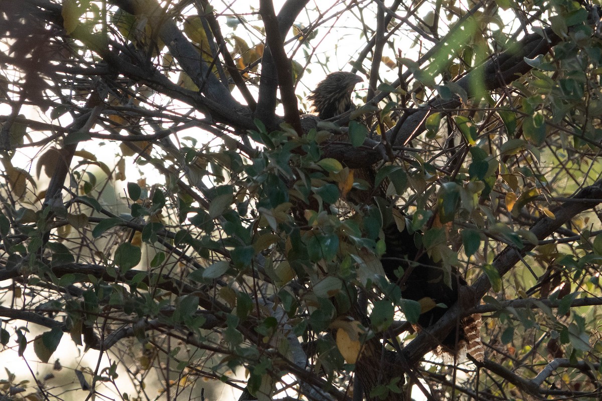 Pheasant Coucal - ML624181854