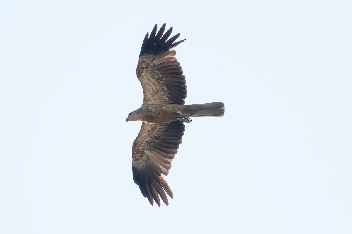 Whistling Kite - ML624181865