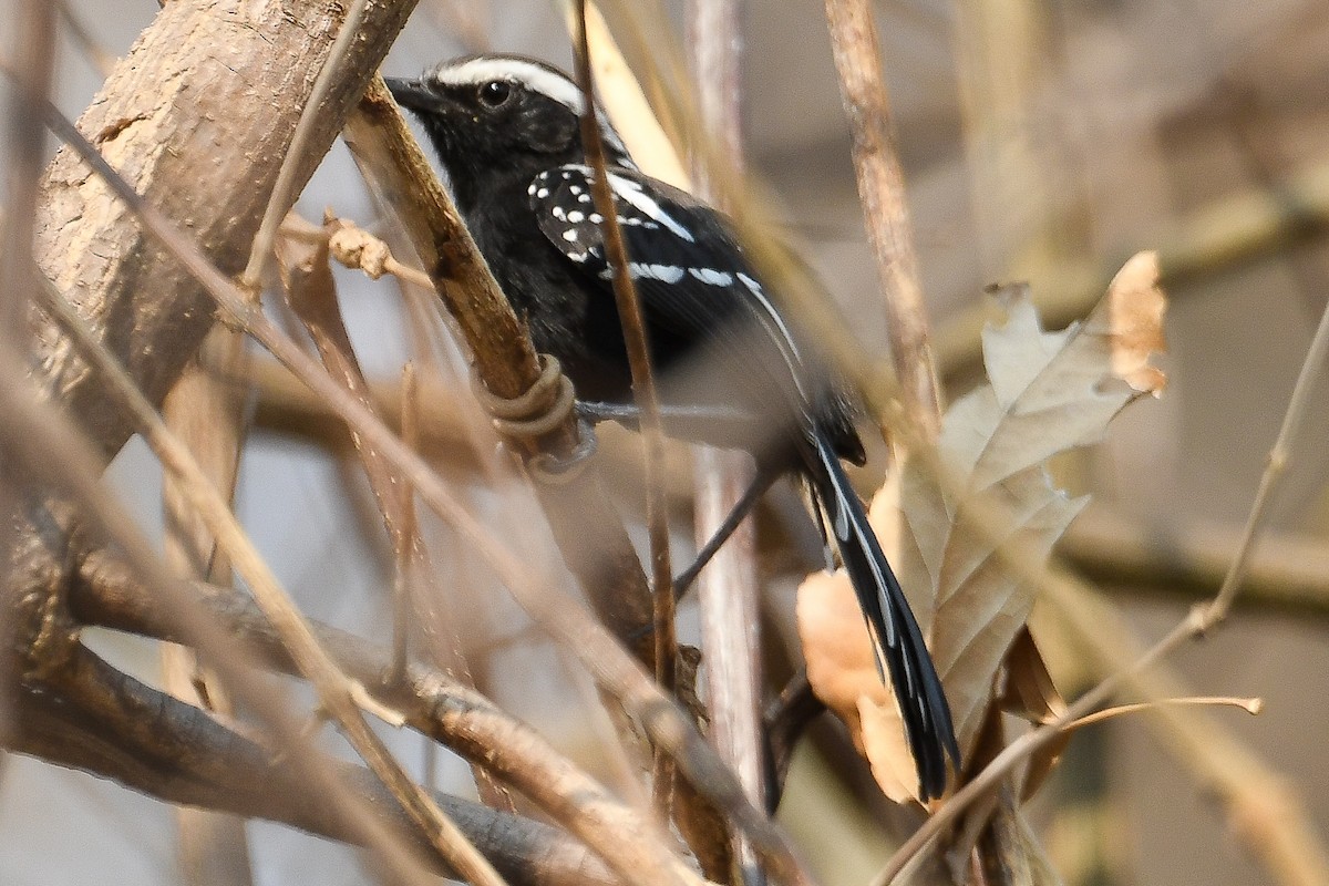 Black-bellied Antwren - ML624181902