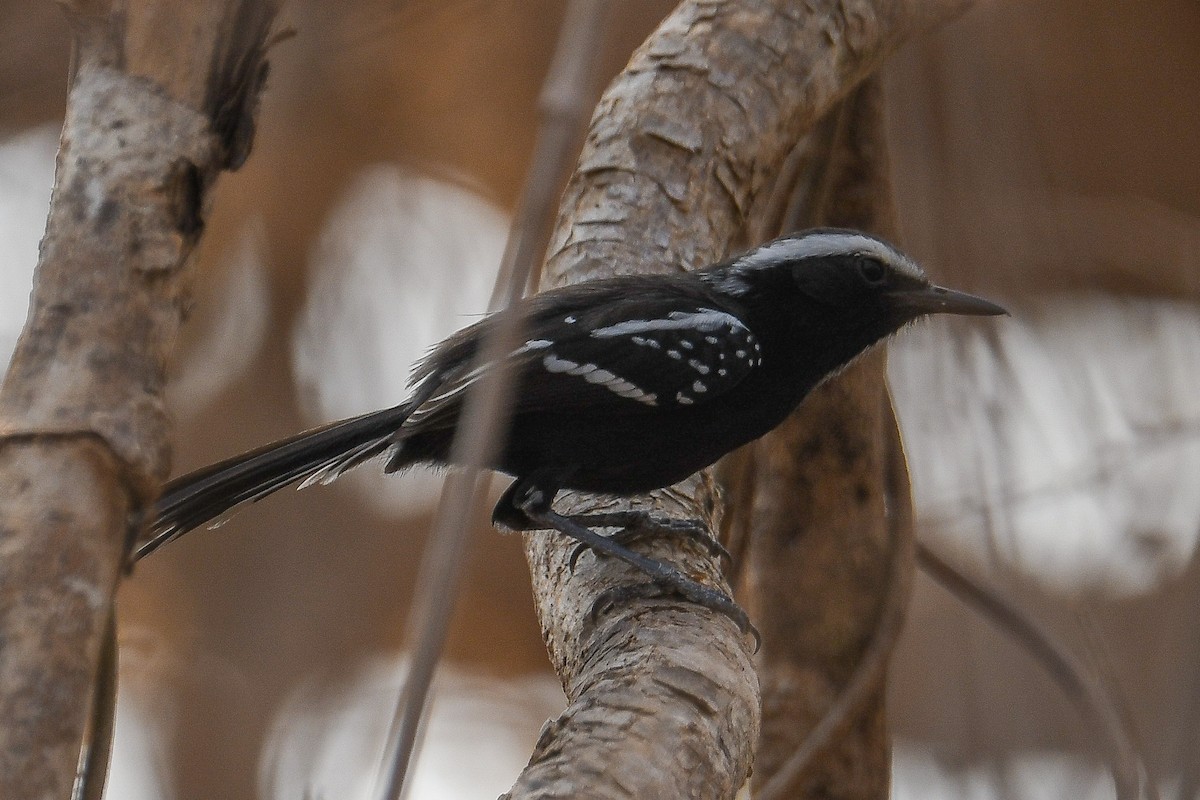 Black-bellied Antwren - ML624181903