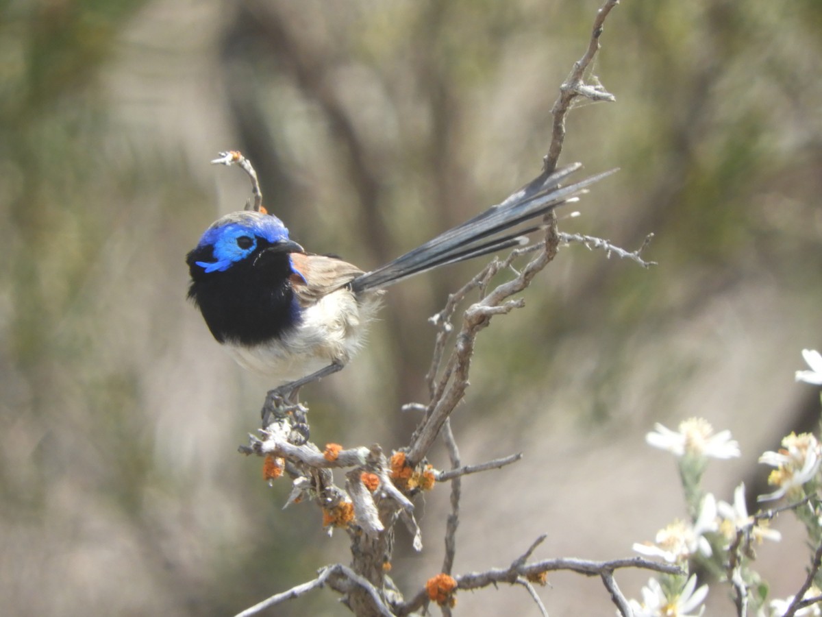 Purple-backed Fairywren - ML624181912