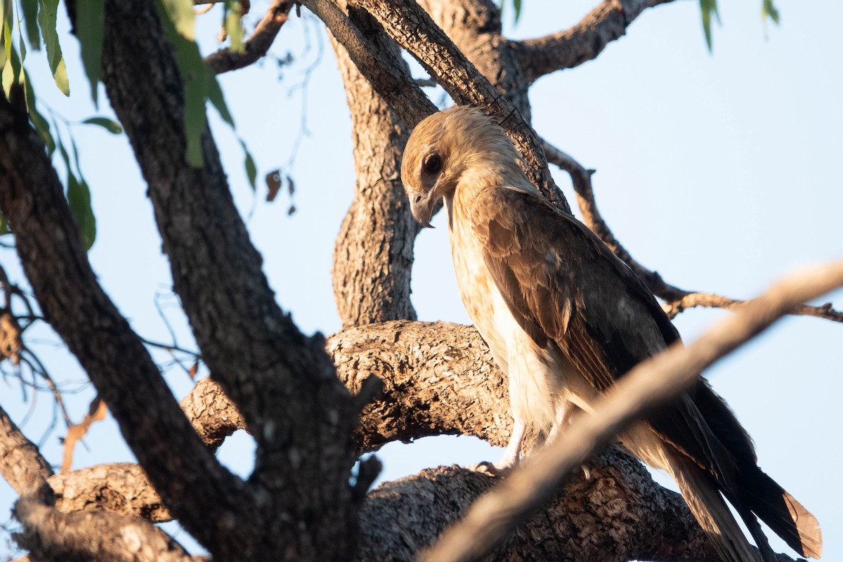 Whistling Kite - ML624181913