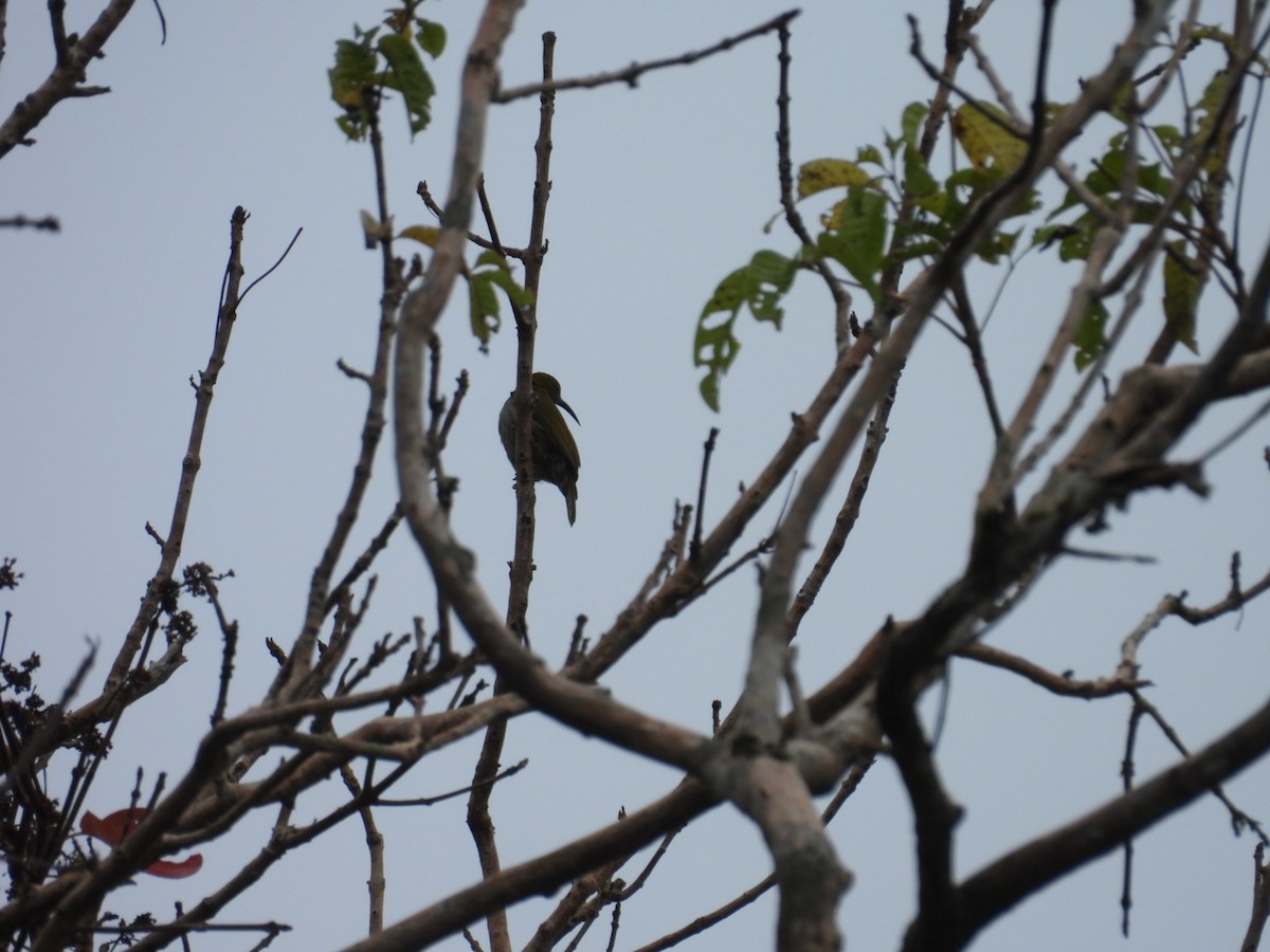 Streaky-breasted Spiderhunter - ML624181919