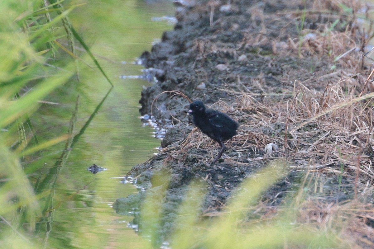 Ruddy-breasted Crake - ML624181938