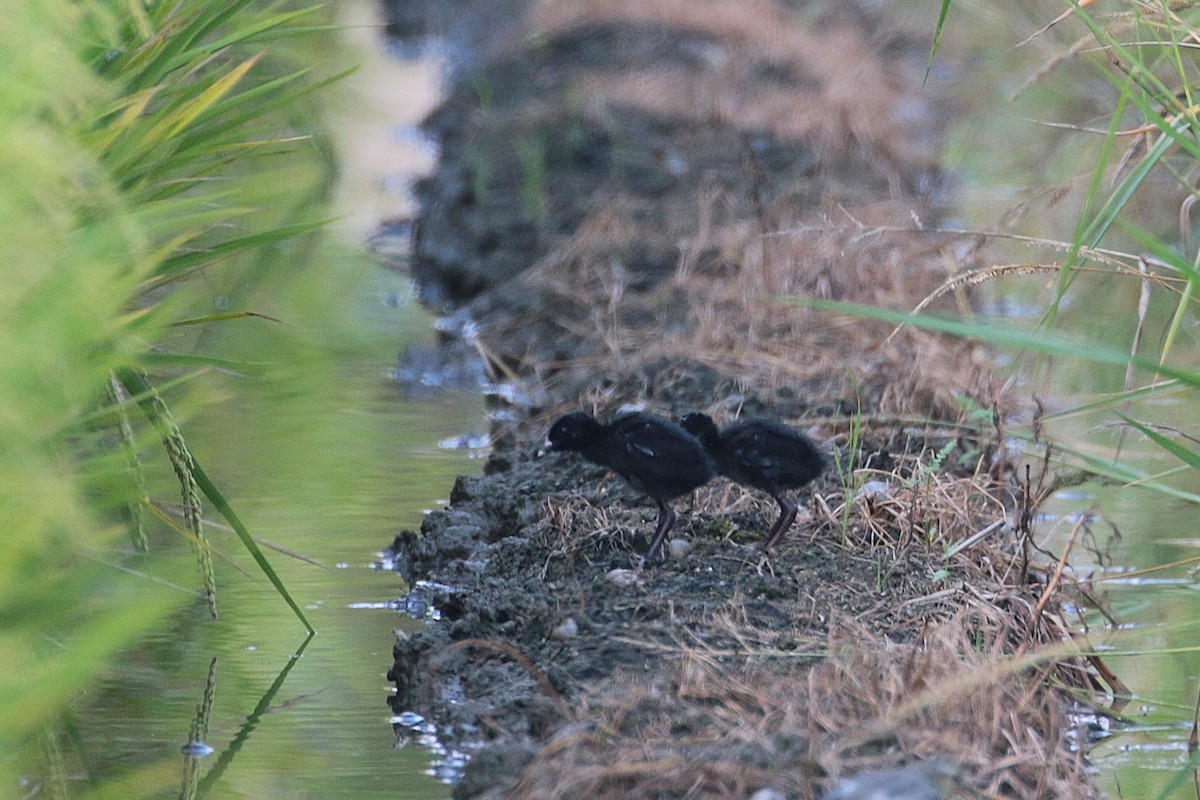 Ruddy-breasted Crake - ML624181939