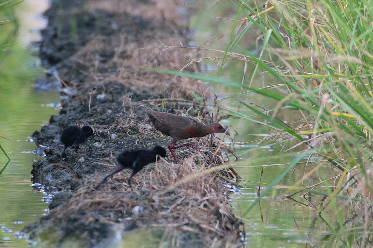 Ruddy-breasted Crake - ML624181940