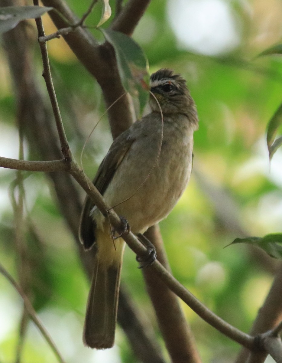 White-browed Bulbul - ML624181951