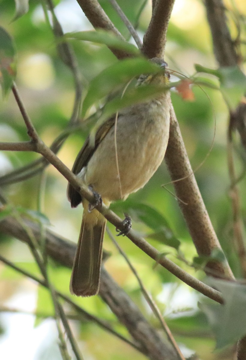 White-browed Bulbul - ML624181952