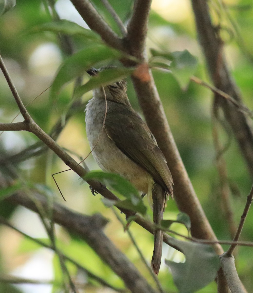 White-browed Bulbul - ML624181953