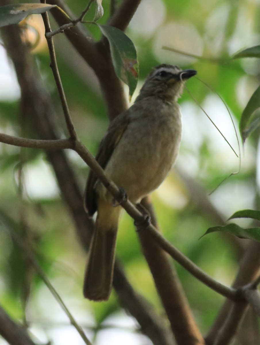 White-browed Bulbul - ML624181954