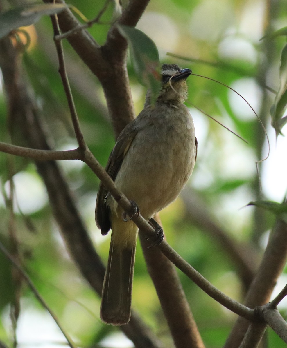 White-browed Bulbul - ML624181955