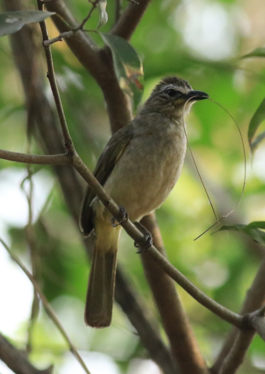 White-browed Bulbul - ML624181956