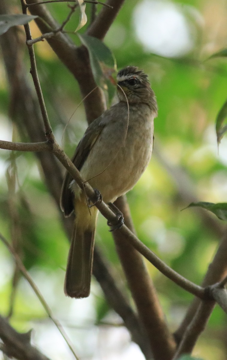 White-browed Bulbul - ML624181957