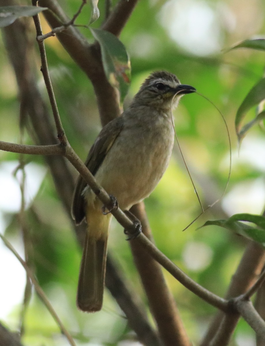 White-browed Bulbul - ML624181958