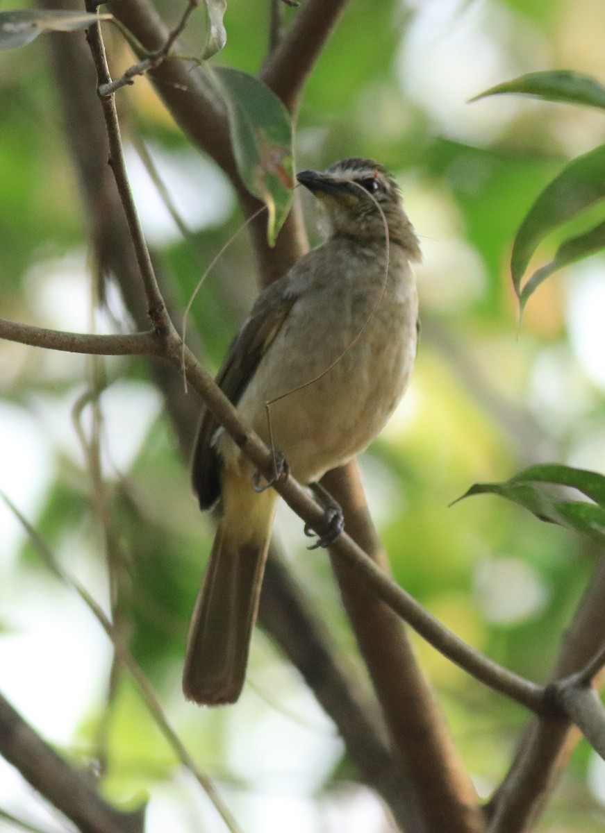 White-browed Bulbul - ML624181959