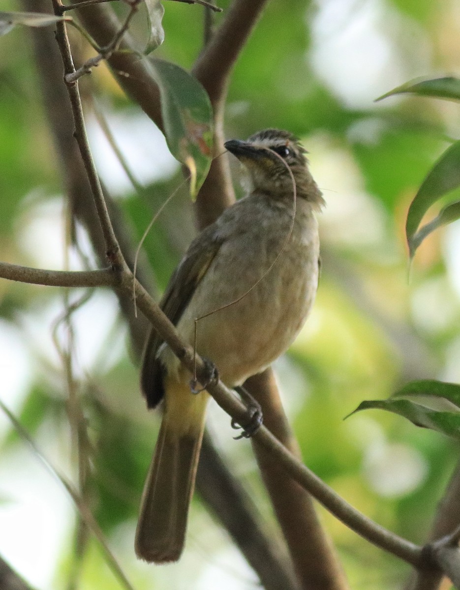 White-browed Bulbul - ML624181960