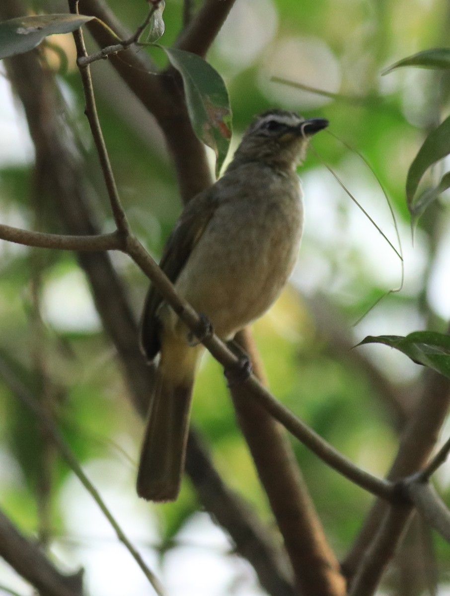 White-browed Bulbul - ML624181962